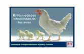 Instituto de Virología-Laboratorio de Aves y Porcinos · Anemia infecciosa Aviar Etiolog ía Familia Circoviridae (Circovirus porcino y circovirus de los psitácidos) Género Gyrovirus
