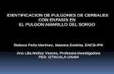 IDENTIFICACION DE PULGONES DE CEREALES … · PNM X X X XXX 0. 1. Melanaphis sacchari/sorghi Aspecto de colonias “in vivo”, tomada de CESAVETAM, 2014 Melanización (pigmentación)