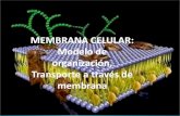 MEMBRANA CELULAR: Modelo de organización, … · MEMBRANA CELULAR COMPONENTES DE LA MEMBRANA CELULAR •Se ubican entre los fosfolípidos y ... El modelo de mosaico fluido de la
