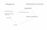 Patogenia Exposición muermo Epitelial · PATOGENIA influenza porcina La vía de transmisión más común de la enfermedad es la nasofaringea. ... • Staphylococcus aureus • Pseudomona