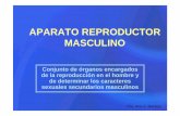 APARATO REPRODUCTOR MASCULINO - …dea.unsj.edu.ar/biologia2/REPRODUCTOR MASCULINO.pdf · APARATO REPRODUCTOR MASCULINO Conjunto de órganos encargados de la reproducción en el hombre