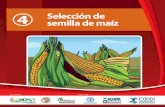 Selección de semilla de maíz - fao.org · Title: Selección de semilla de maíz Created Date: 6/2/2014 12:18:43 PM
