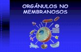 CITOPLASMA: - Inclusiones citoplasmáticas - …iespoetaclaudio.centros.educa.jcyl.es/sitio/upload/organulos_no... · MOTOR DEL FLAGELO DE UNA BACTERIA . Rotor Estátor . SUBUNIDADES