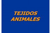 TEJIDOS ANIMALES - docentes.educacion.navarra.esdocentes.educacion.navarra.es/ralvare2/TejidosAnimalesSoloFotos.pdf · TEJIDOS ANIMALES. 2 TEJIDO EPITELIAL. 3 Epitelios de revestimiento: