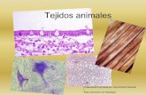 Tejidos animales - japt.esjapt.es/vida/tejan.pdf · Presentación montada por Jose Antonio Pascual I Atlas Interactivo de Histología Tejidos animales