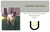 Dra Patricia Koscinczuk Montevideo -2013- · Aumento de los microorganismos . Transparente de color amarillo más o menos intenso ... Elevada en cachorros, disminuye con la edad.