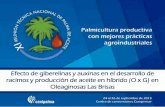 Presentación de PowerPoint - Cenipalma · Alta incidencia de la Pudrición del Cogollo en Puerto Wilches Fuente: Fedepalma, ... el peso promedio y el contenido total de aceite en