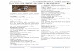 Javier Blasco-Zumeta FAUNA DE PINA DE EBRO Y …monteriza.com/wp-content/uploads/mamiferos/400.mustela-nivalis.pdf · NOMBRE VULGAR Comadreja, paniquesa (en Pina de Ebro) ... cuando