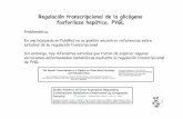 Regulación transcripcional de la glicógeno fosforilasa ...mural.uv.es/rata3/Trabajos/Regulación transcripcional de la... · dependiente de zinc,, vuelve a cortar a SREBP en la