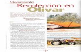 Mecanización Recolección en Olivar - oa.upm.esoa.upm.es/11925/2/INVE_MEM_2004_107984.pdf · Mecanización Recolección en Olivar España es el primer productor mundial de aceite