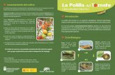 La Polilla del T mate - gobiernodecanarias.org · Introducción La polilla del tomate es un pequeño lepidóptero (familia Gelichidae), originario de Sudamérica y que afecta principalmente