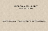 BIOLOGIA CELULAR Y MOLECULARecaths1.s3.amazonaws.com/geneticafacen/1303806393.UNIDAD N° 3... · LAS PROTEINAS DE MEMBRANA DE RE, GOLGI, MP, LISOSOMAS SE ... Regiones del aparato