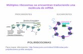 POLIRIBOSOMAS - [DePa] Departamento de …depa.fquim.unam.mx/amyd/archivero/Clase19_21860.pdf · endoplásmico, aparato de Golgi, lisosomas o vacuola en plantas), son integrales de
