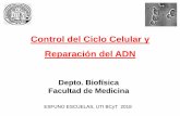 Control del Ciclo Celular y Reparación del ADN · Control del Ciclo Celular y Reparación del ADN Depto. Biofísica Facultad de Medicina ESFUNO ESCUELAS, UTI BCyT 2018