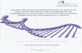 Estudio del papel de polimorfismos en genes de ADN y · reparación del ADN y del metabolismo de andrógenos en pacientes con cáncer de próstata: implicaciones demográficas y clírnicas