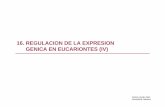16. Regulacion de la Expresion Genica en …diarium.usal.es/vgnunez/files/2012/11/16.-Regulacion-de...La amplificación génica produce un aumento en el número de copias de la proteína