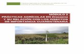 MÓDULO 2 PRÁCTICAS AGRÍCOLAS EN Dracaena - … · Prácticas agrícolas en Dracaena y su relación con los insectos de importancia cuarentenaria 3 Algunas de estas labores son: