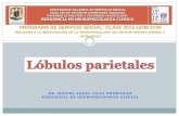 PROGRAMA DE SERVICIO SOCIAL: CLAVE 2015 … · Bilateral Lesiones bilaterales del LPI (BA39 y 40) Negligencia espacial unilateral izquierda Izq Áreas parietales posteriores derechas