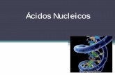 Ácidos Nucleicos - Bioyciencias | Biología, Geología y ... · • Se forman, así, ... Tienen un cromosoma circular formado de ADN y que regula parte de la estructura y de los