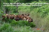 TÍTULO: IMPORTANCIA DE LAS FINCAS DE SEMILLAS … · FUENTES DE OBTENCIÓN DE SEMILLAS UTILIZADAS EN CUBA 1. ... Las fincas de semillas constituyen la principal vía para ... Adecuado