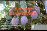 El mango: Generalidades - icia.es · plantas jóvenes - < 10ºC inhibición de fotosíntesis - < 15,6 ºC en floración producen aborto de ... largo cuanto mas tardío es el cultivar