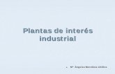 Plantas de interés industrial - Bienvenido al OpenCourseWare de …ocw.upm.es/botanica/plantas-de-interes-agroalimentario/... · 2010-02-26 · El cultivo de la remolacha se desarrolla