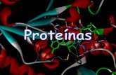 FUNCIONES DE LAS PROTEÍNAS · Estructura terciaria de una proteína: a) ... Se asocian al ADN permitiendo su empaquetamiento. ovoalbúmina (clara del huevo) seroalbúmina (sangre)