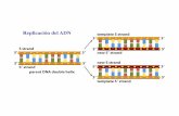 Replicación del ADN - pccgenfq · • ¿es un sitio único? ... Proteínas que interactúan con el ADN en el sitio de inicio de la replicación: ATP . En dependencia de la polaridad