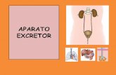 APARATO EXCRETOR - …contenidos.liceosagradocorazon.cl/notas/ficheros/21-10-2015_12-03... · Está constituido por: ... El filtrado es como el plasma sanguíneo pero sin proteínas.