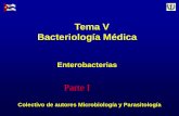 Tema V Bacteriología Médica - uvsfajardo.sld.cuuvsfajardo.sld.cu/sites/uvsfajardo.sld.cu/files/iii_enterobacteria... · Bacilos gramnegativo. No esporulados. ... Fimbrias de adherencia