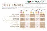 Trigo blando - ragtsemences.comragtsemences.com/rs/pdf_espt/accueil_esp.pdf · 1 Trigo blando Las nuevas variedades de trigo blando que RAGT Ibérica incorpora a su catalogo de cereales,