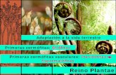 Adaptación a la vida terrestre Primeras cormófitas: …sistematicavegetal.weebly.com/uploads/8/0/5/2/8052174/...Reino Vegetal: Sistema filogenético de Engler I. Divisió n Bacteriophyta