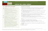 CICLO DE VIDA VIRAL - careacttarget.org · • Definir las etapas del ciclo de vida viral, los medicamentos y las pruebas de laboratorio comunes mediante una presentación en diapositivas