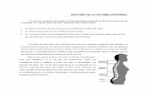 ANATOMÍA DE LA COLUMNA VERTEBRAL - Libro …libroesoterico.com/biblioteca/Anatomia/Anonimo - Anatomia columna... · Por todo ello cuando hablamos de la columna lumbar en realidad