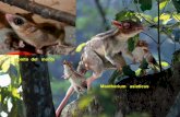 Monito del monte Maotherium asiaticus · La evolución, solo permite la sobrevivencia de los seres cuyas propiedades, le permitan adaptarse y mantener una ... fotorreceptores Componente