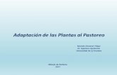 Adaptación de las Plantas al Pastoreo - Praderas y …praderasypasturas.com/rolando/01.-Catedras/08.-Manejo_de_Pastoreo/... · Se denominan raíces adventicias o secundarias para