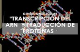 ARN Y TRADUCCIÓN DE PROTEÍNAS · ADN ARN PROTEÍNAS Replicación Transcripción Traducción Retrotranscripción Hebra molde Transcripción Traducción Dogma de la Biología Molecular