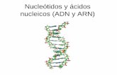 Nucleótidos y ácidos nucleicos (ADN y ARN) · 2.Producen una HIBRIDACIÓN entre el ADN y ARN, complementario. (G- C, A- U y T- A) 3.En el núcleo de las células existe otro tipo