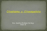 Citoplasma y Citoesqueleto - nutricion2013 · En resumen…….. BIBLIOGRAFÍA ... citoplasma situada generalmente junto al nÚcIeo, y a menudo robeada por el aparato de Golgi. VEI