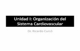 Unidad I: Organización del Sistema Cardiovascular · Generalidades •La función primaria del sistema cardiovascular es hacer llegar sangre a los tejidos, suministrando los nutrientes