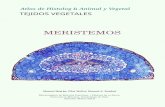 Atlas de Histología Animal y Vegetal - Inicio. Atlas de ...mmegias.webs.uvigo.es/descargas/v-meristemos.pdf · sistema fundamental lleva a cabo funciones metabólicas y de sostén.