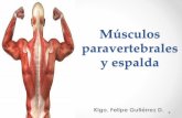 Músculos de la espalda · Musculo: Esplenio de la cabeza Origen: Tercio inferior del ligamento nucal y apófisis espinosa de C7 a T4. Inserción: Ap. Mastoide Hueso temporal. ...