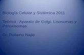 Biología Celular y Sistémica 2011 Teórico : Aparato de … · 2014-08-13 · 14 proteasas y peptidasas, 2 ,nucleasas, ... Formación de lisosomas y su papel en los procesos de