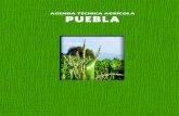 PUEBLA - extensionismo.sagarpa.gob.mx · Orografía Definen el relieve de la entidad la Sierra Madre Oriental, la Sierra Nevada y las formaciones de la Mixteca Baja. Rodeada por estos