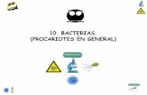 10. BACTERIAS. (PROCARIOTES EN GENERAL)depa.fquim.unam.mx/microbio/1410MG-06/T-Presentaciones/Tema10/… · Microorganismos procariotes, ... Volumen I 1984. Bacterias Gram negativas