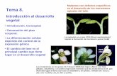 Introducción al desarrollo vegetal - ocw.bib.upct.esocw.bib.upct.es/pluginfile.php/5392/mod_resource/content/1/Tema8.pdf · madre. Imagen tomada de Campbell & Reece (2005). Biology.