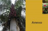 Anexo - Eumednet · la plántula se encuentra sumergida. El árbol rebrota con faci- lidad al ser cortado, ... corteza oscura fisurada; Las hojas alternas, lanceoladas, o