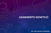 LIGAMIENTO GENETICO · Theodor Boveri y Walter Sutton Los genes (factores) se encuentran en los cromosomas ... LIGAMIENTO Asociación física entre dos genes El gen NO es la unidad