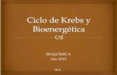 Introducción teórica ENERGÍA Y CICLO DE KREBSecaths1.s3.amazonaws.com/catbioquimicavet/770884161.Krebs.pdf · NADH Acido pirúvica Piruvato Deshidrogenasa Coenzirna A coa COA Acetil