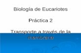 Biología de Eucariotes Práctica 2 Transporte a través de ... Didactico... · bajo la membrana celular Transporte Activo (Bomba Calcio) Transporte pasivo Transporte Activo (Bomba